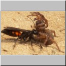 Anoplius viaticus - wegwespe-08.jpg